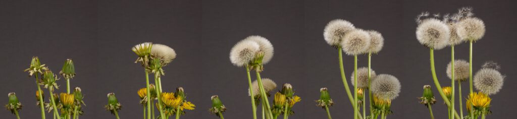 Pusteblume Löwenzahn Evolution Adege dandelion Pixabay