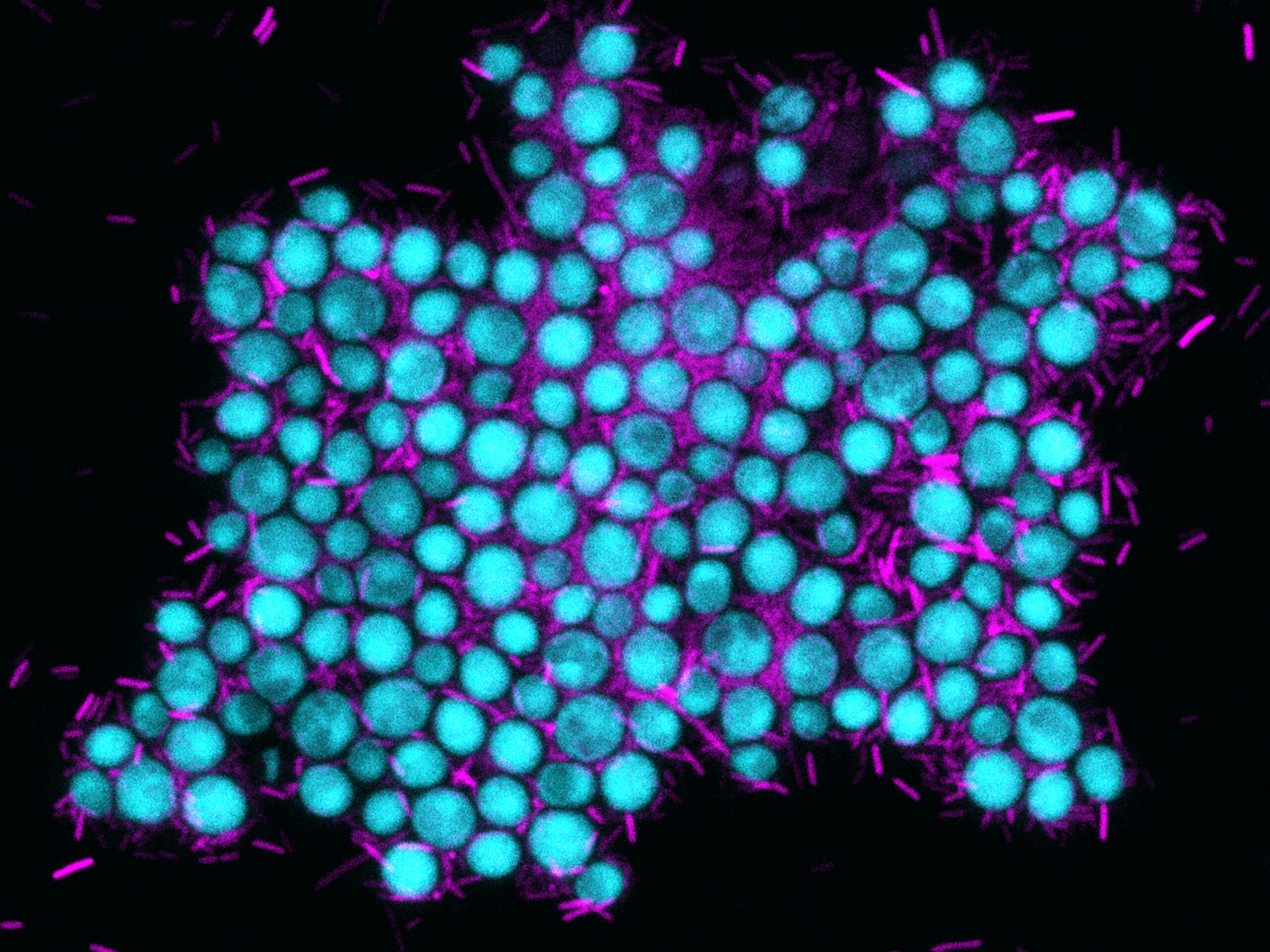 Auf dem Weg zur Symbiose