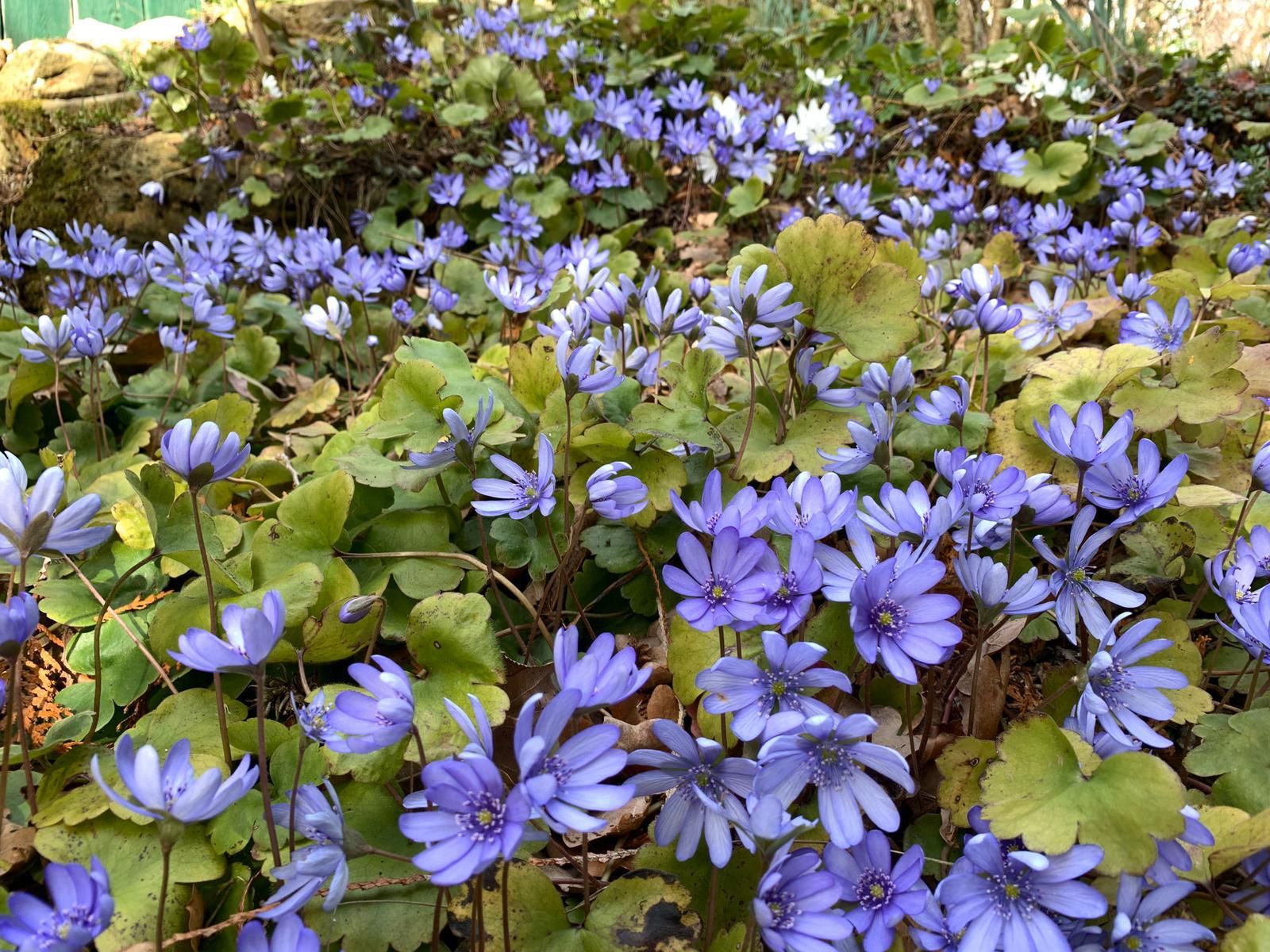 Die Farbe Blau in der Welt der Blüten: Internationale Studie ergründet ihre Seltenheit