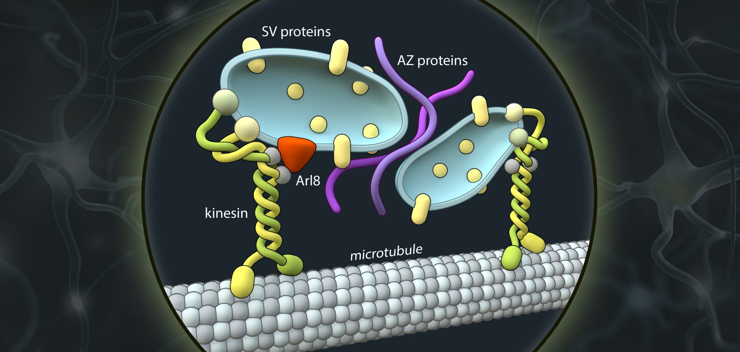 Mechanismus entschlüsselt So entstehen Synapsen