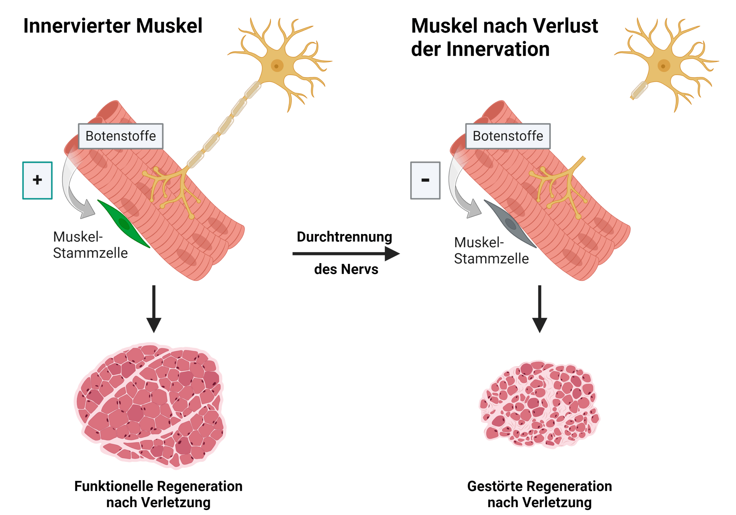 Neue Erkenntnisse zur Muskelgesundheit Wie Nervenverbindungen den Genesungsprozess beeinflussen