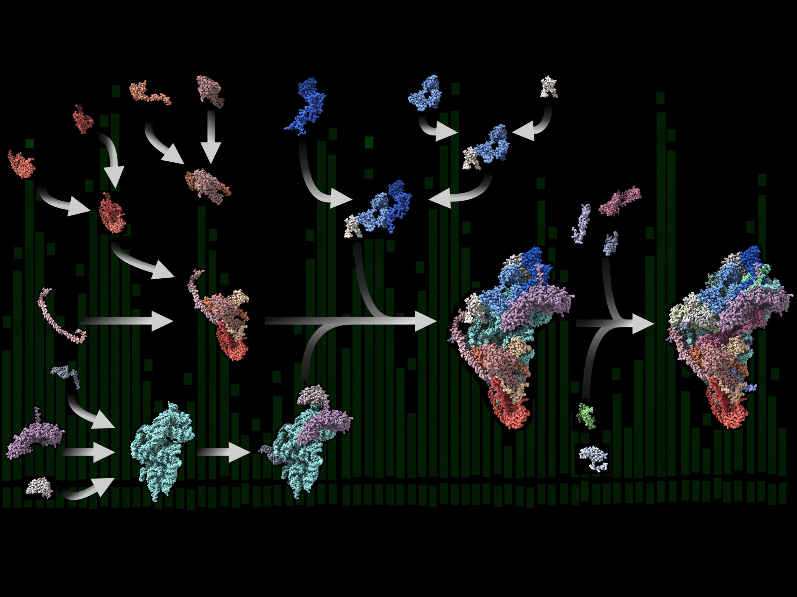 Modulare Bauweise Neue Erkenntnisse zu Proteinfabriken in menschlichen Mitochondrien