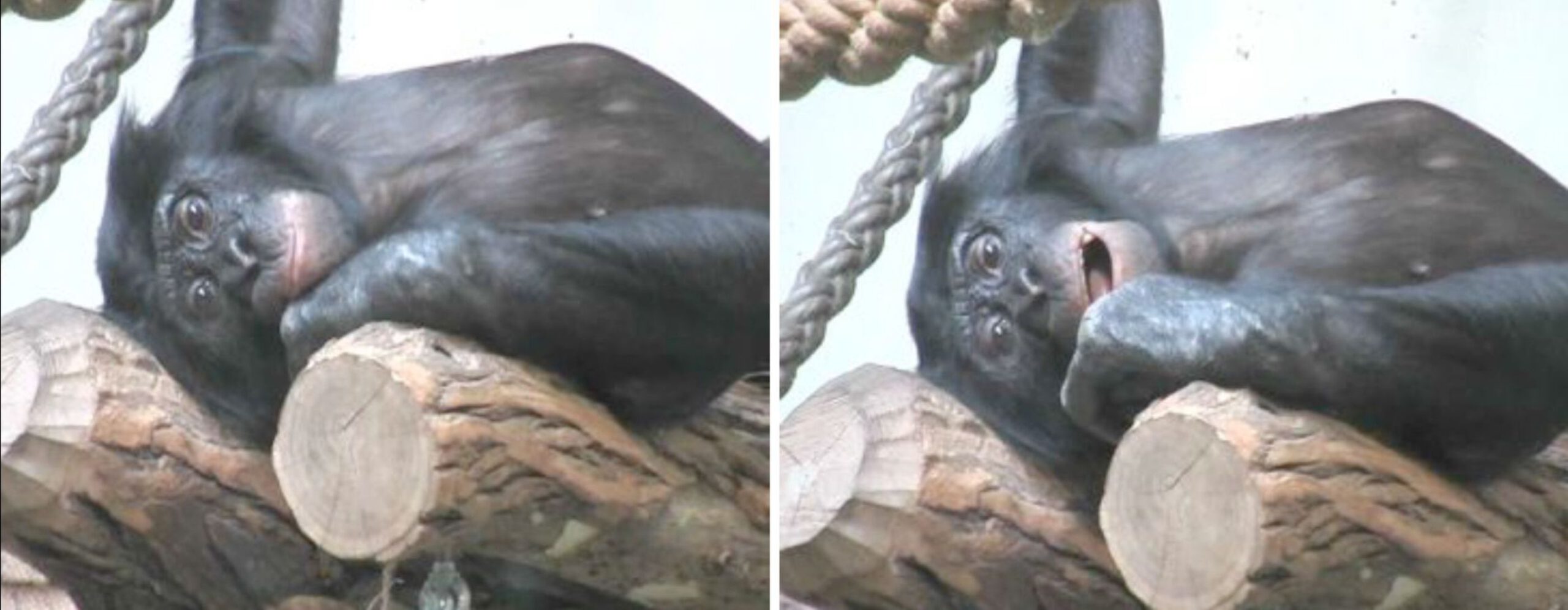 System adaptiert Forschende können Gesichtsausdrücke von Bonobo-Affen genau analysieren