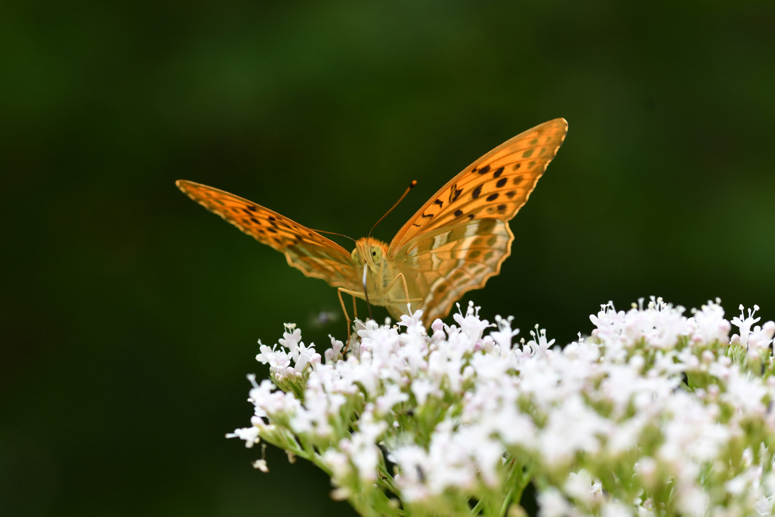 Jeder Mensch sieht die Natur mit anderen Augen