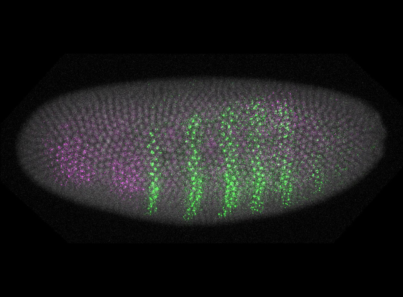 Nature-Publikation Mechanische Spannungen als Treiber der Evolution