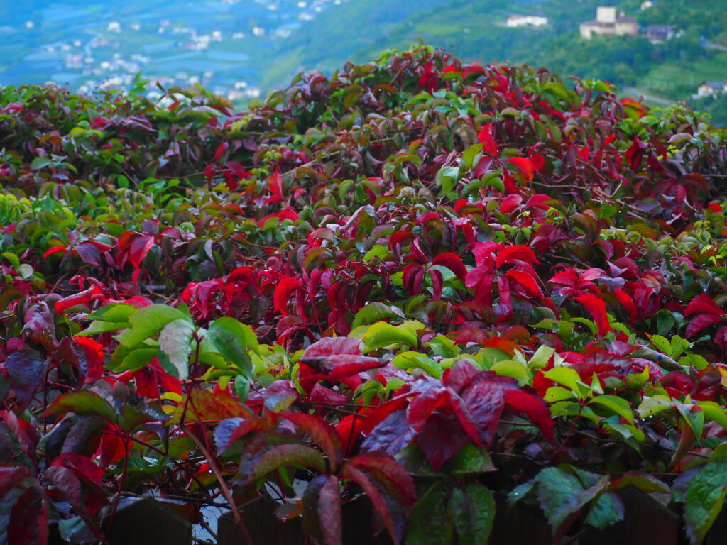 Rot Grün als Kalt warm kontrast