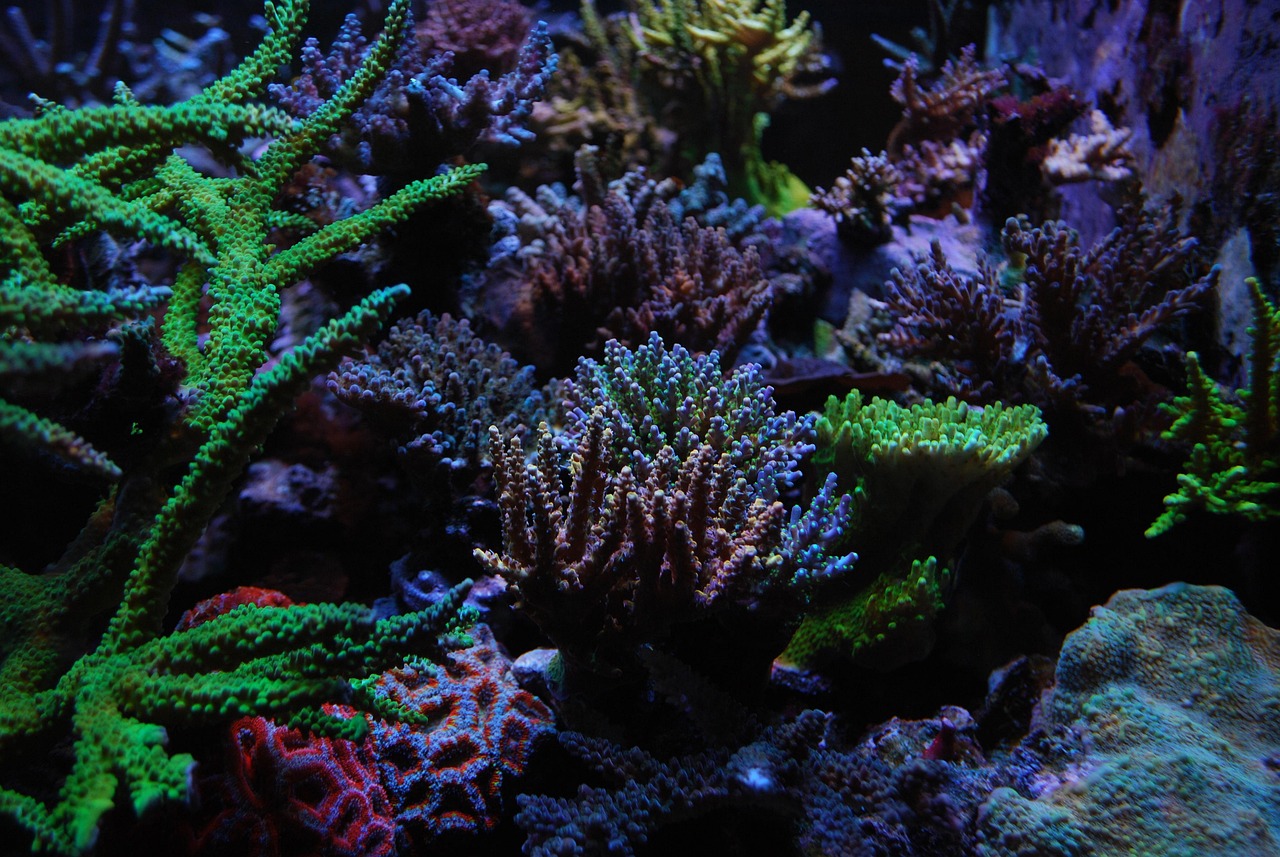 Die Welt überschreitet ihren ersten Klimakipppunkt