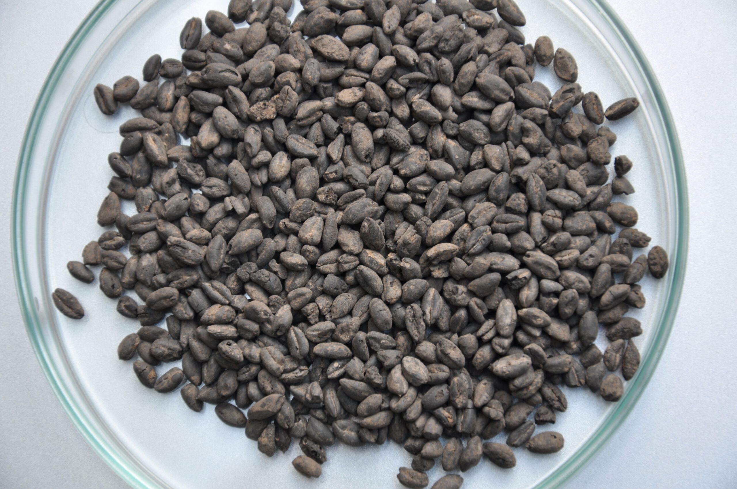 Bauernschaft diversifizierte in früher Jungsteinzeit den Getreideanbau