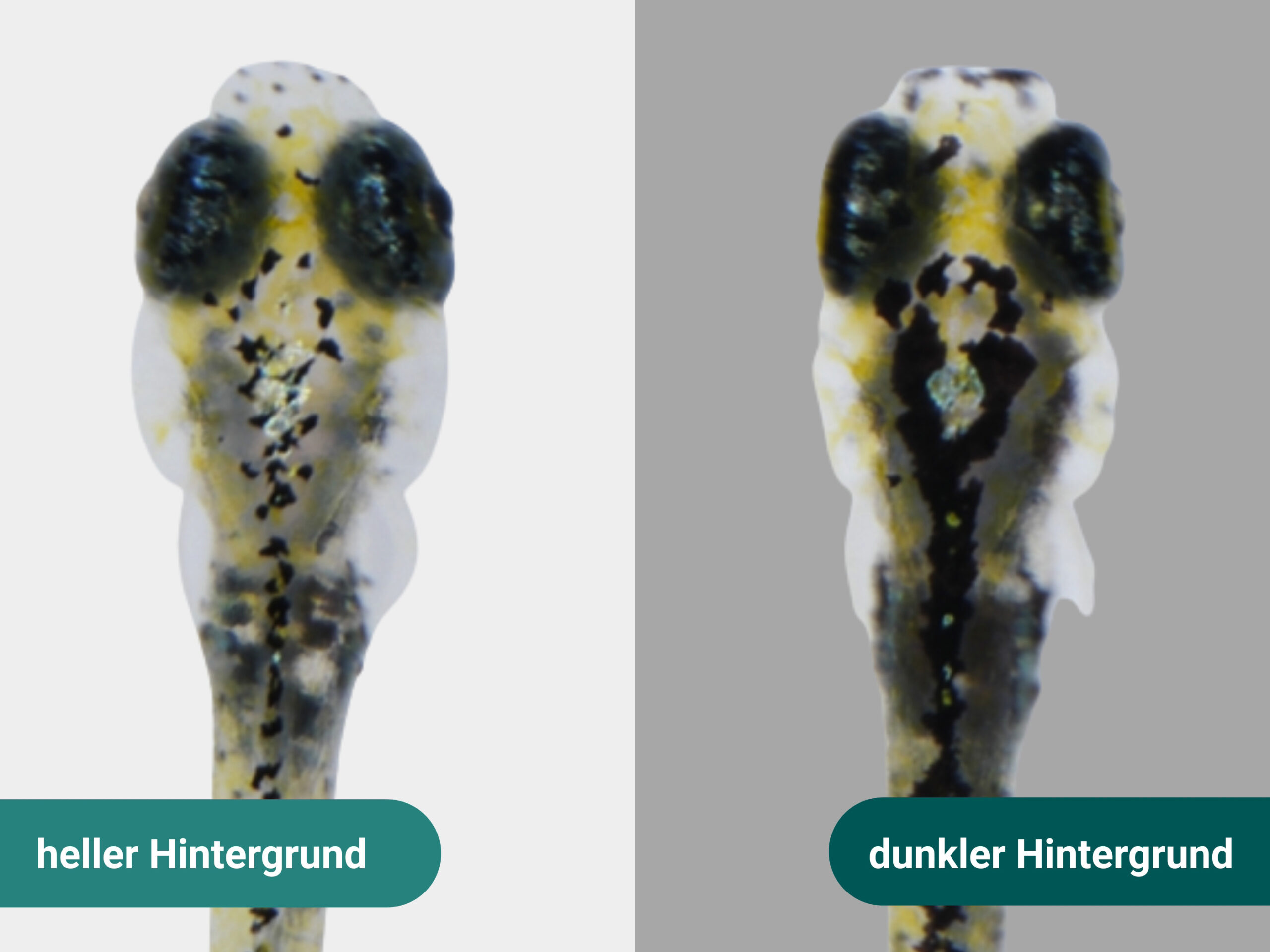 Zebrafische – Wann es Zeit zum Tarnen ist oder was Mode und Tiere gemeinsam haben