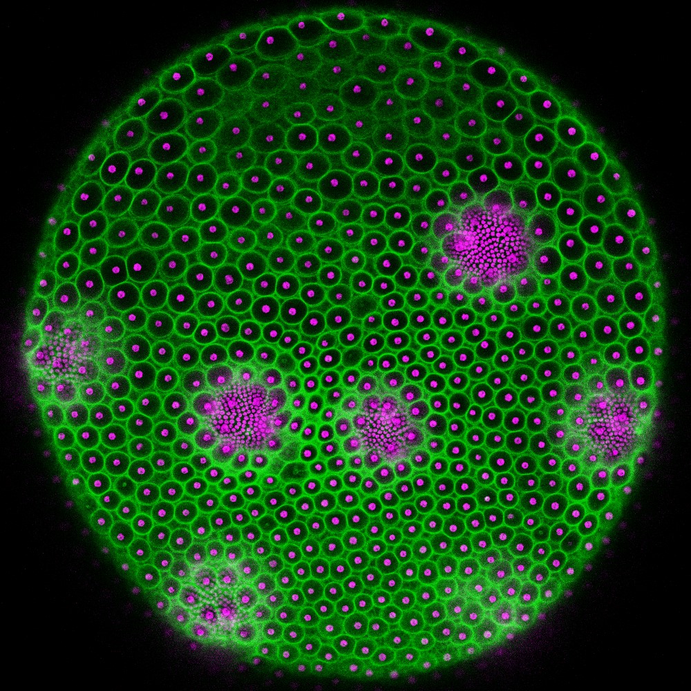 Wie Zellen im Team komplexe Strukturen aufbauen