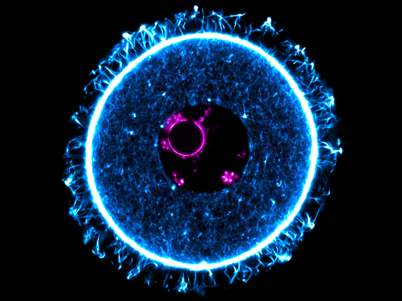 Eizellen im Dornröschenschlaf