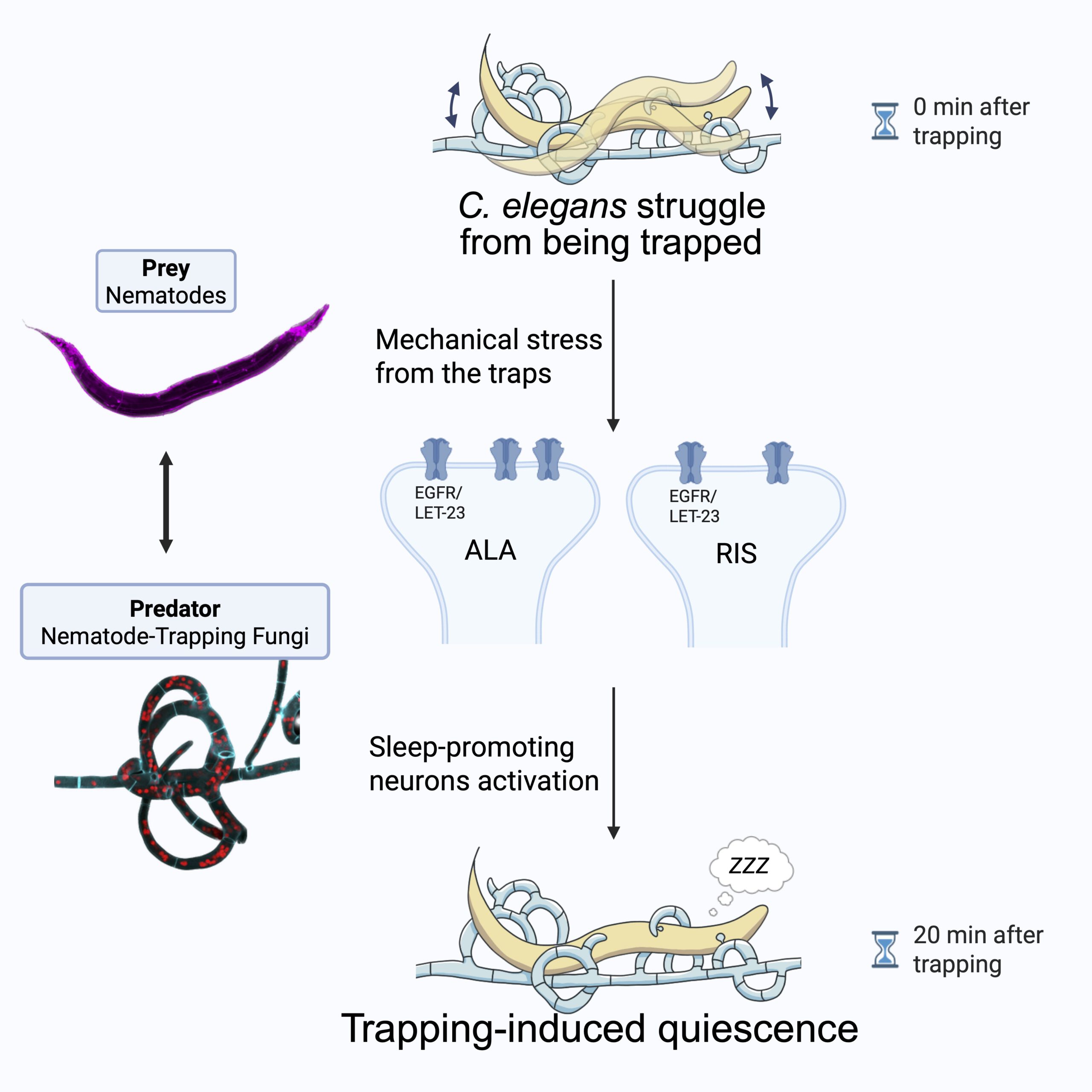 Die Überlebensstrategie des „Einfrierens“ bei der Flucht vor einem Raubtier