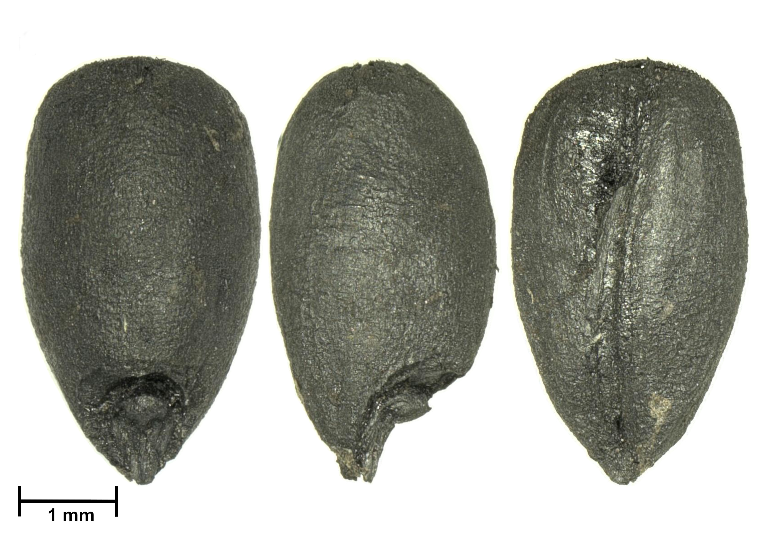 Landwirtschaft in der Nordischen Bronzezeit