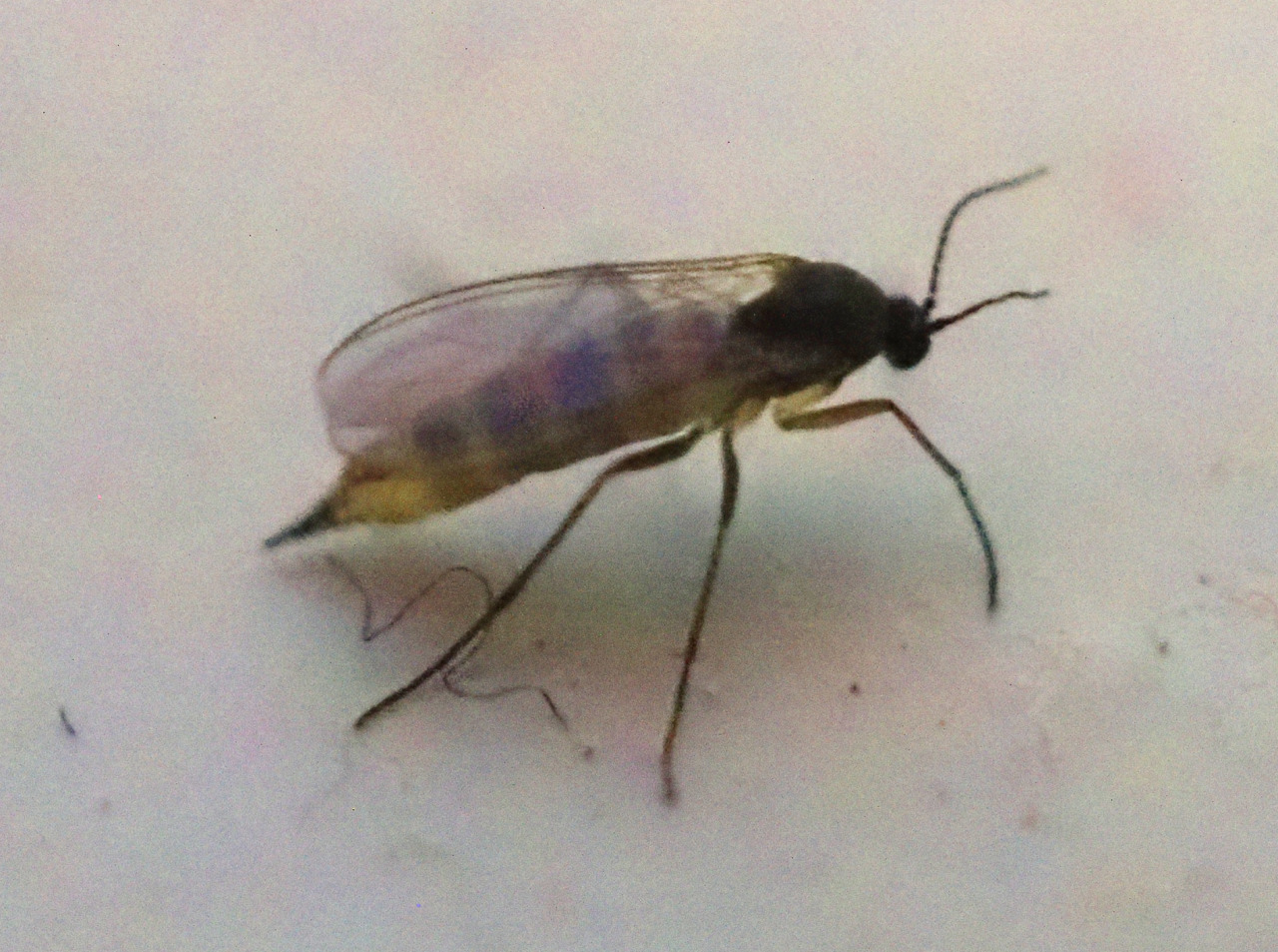 „Glückshormon“ Dopamin macht Fruchtfliegen blind für Gefahren