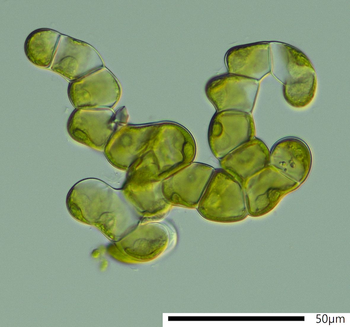Landpflanzen vor 65 Millionen Jahren