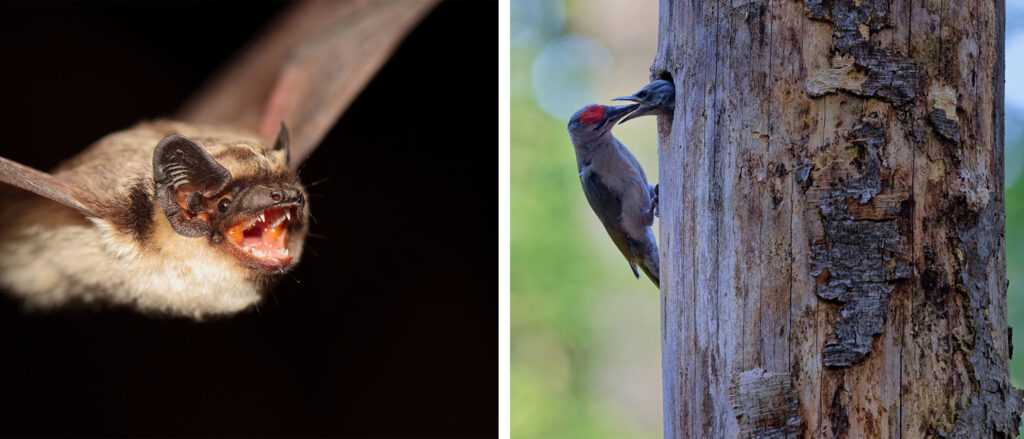 Die Zweifarbfledermaus gehört zu den Arten, die sich in strukturreichen Wäldern wohlfühlen. Rechts ein Grauspecht an einem künstlich geschaffenen Totholzstumpf. Quelle: Simon Thorn / Andreas Ebert. Copyright: Simon Thorn / Andreas Ebert

